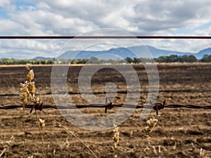 Barbed wire fence in front of a burnt out field