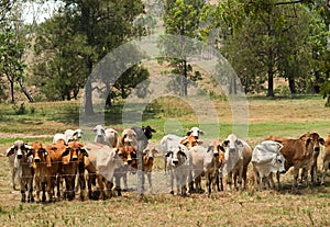 Barbed wire fence restrains brahman cow herd