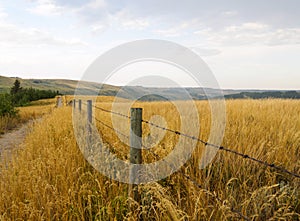 Barbed wire fence running parallel to a dirt pathway surrounded by tall native indian grass in Alberta