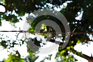 Barbed wire fence with sharp spikes