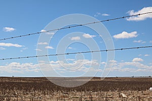 Barbed wire fence,Swartland, Western Cape, South Africa