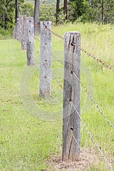 Barbed wire fence and timber posts