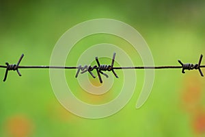 barbed wire . Field of poppies with barbed wire