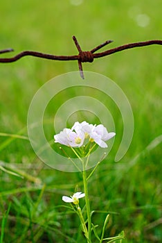Barbed wire and flower. Beauty and ugliness. Wild flower.Enviroment protection. Under the protection of.