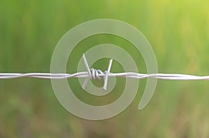 Barbed wire in the forest to protect nature.