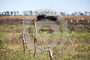Barbed wire in front of an infantry car photo