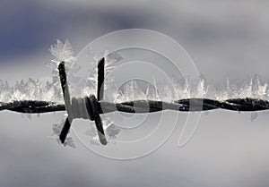 Barbed wire with ice crystals