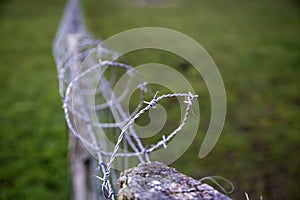 Barbed wire immigration