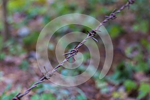 Barbed wire isolated on a blurry forest background