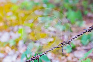 Barbed wire isolated on a blurry forest background