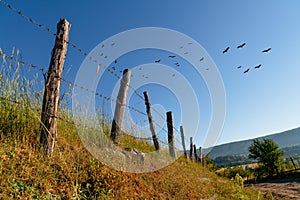 Barbed wire nailed to wooden poles. Field fences under flying stork. Kastamonu, Turkey