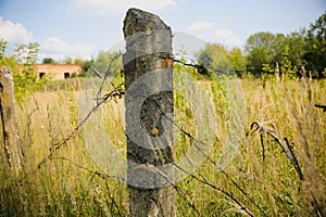 Barbed wire on the natural background. Old prison fence. Dry spikelets of the high grass are growing in the autumn field. Herbs of