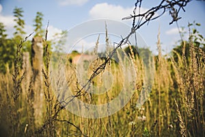 Barbed wire on the natural background. Old prison fence. Dry spikelets of the high grass are growing in the autumn field. Herbs of