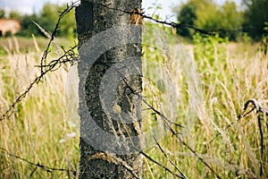 Barbed wire on the natural background. Old prison fence. Dry spikelets of the high grass are growing in the autumn field. Herbs of