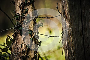 Barbed wire and nature