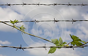 Barbed wire and nature. opposites