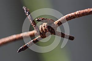 Barbed wire old