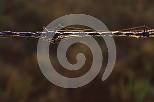 Barbed Wire with Some Cob Webs Around it.