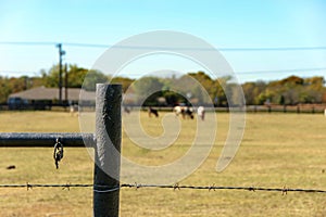 Barbed wire, steel post fence with rusty carabiner, cows and bulls in the background.