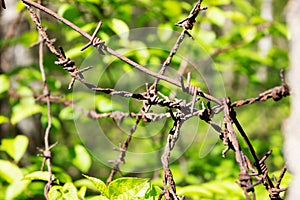 Barbed wire on sunny greenery background. Barbed wire under sunshine. Water drops on sharp wire knots. Garden fence