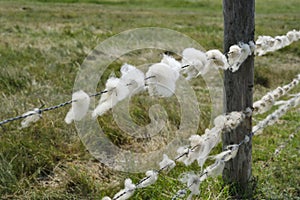 Barbed wire with white sheep\'s wool