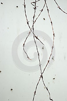 Barbed wire on white wall