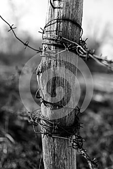 Barbed Wire on Wood Post