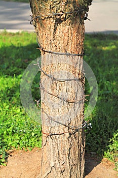 Barbed wire wrapped around a tree trunk