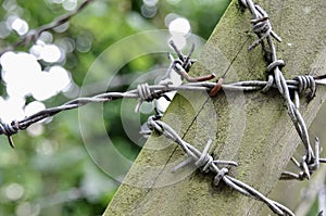 Barbed Wire wrapped round a wooden post with trees bokeh behind.