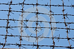 Barbed wires