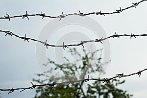 Barbed wires in front of tree