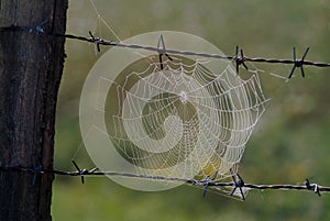 Barbedwire has made a spiderweb