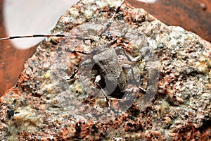 The barbel beetle sits on a stone.