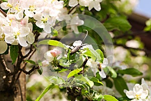 Barbel beetle on a flowering branch of an apple tree