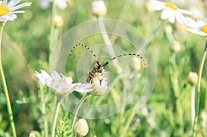 The barbel beetle sits on a chamomile flower