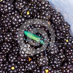 Barbel musk beetle on blackberry berries close-up top view