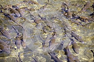 Barbel shoal of fish in a crowded river surface photo