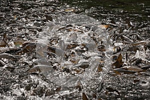 Barbel shoal of fish in a crowded river surface