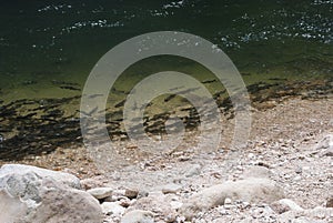 Barbel shoal of fish in a crowded river surface