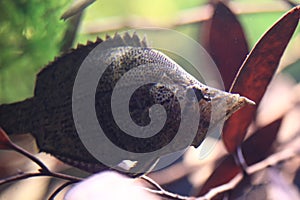 Barbeled leaf fish