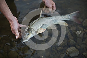 Barbels are group of small carp-like freshwater fish, almost all of the genus Barbus