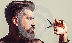 Barber scissors. Vintage barbershop, shaving. Male in barbershop, haircut, shaving. Bearded man isolated on gray