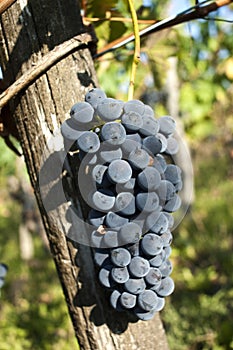 Barbera grape