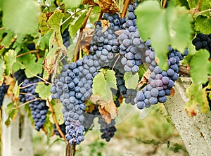 Barbera Grapes In Piedmont photo