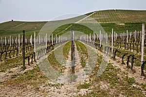 Barbera vineyard - Italy photo
