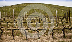 Barbera vineyard - Italy photo