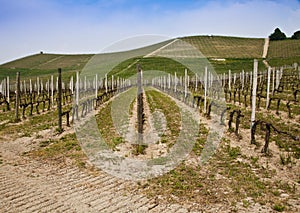 Barbera vineyard - Italy photo