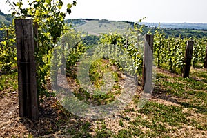 Barbera vineyard - Italy photo