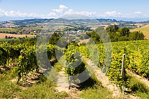 Barbera vineyard in Piedmont region, Italy. Countryside landscape in Langhe area