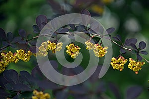 Barberis thunbergii flowers in the summer park.